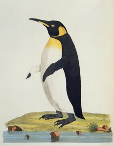 Aptenodytes Patagonica, ilustración de Cimelia Physica. Figuras de cuadrúpedos raros y curiosos, aves... publicado en 1796 de John Frederick Miller